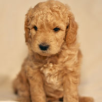 Mini English Goldendoodle Puppy