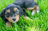 miniature Golden Mountain-doodle puppy