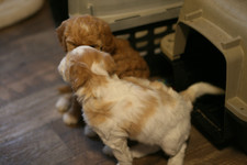 IMG_9308.jpeg
