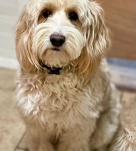 Buttercup wavy mini goldendoodle 
