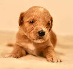 Mini English Goldendoodle Puppy