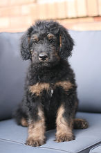Bernedoodle puppy