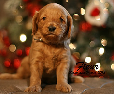 Mini English Goldendoodle Puppy
