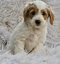 F1b Mini English Goldendoodle Puppy