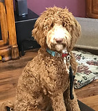 mini apricot goldendoodle