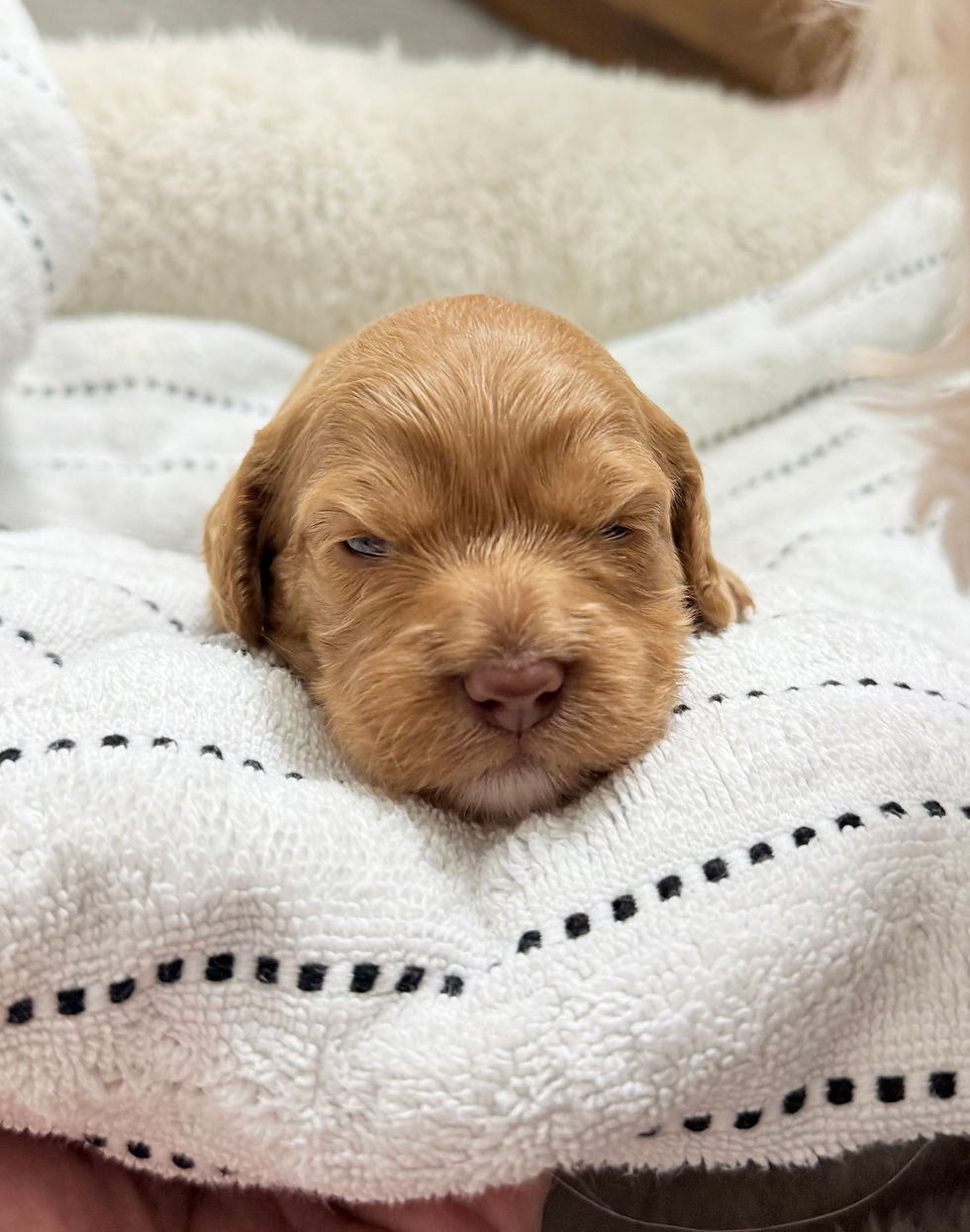 Maxine 2 weeks