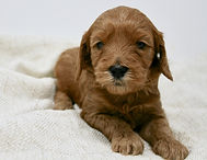 Multi-Gen miniature goldendoodle puppy