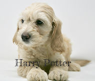 Multi-Gen miniature goldendoodle puppy