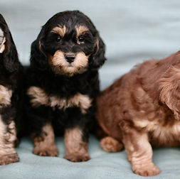 miniature Golden Mountain-doodle puppies