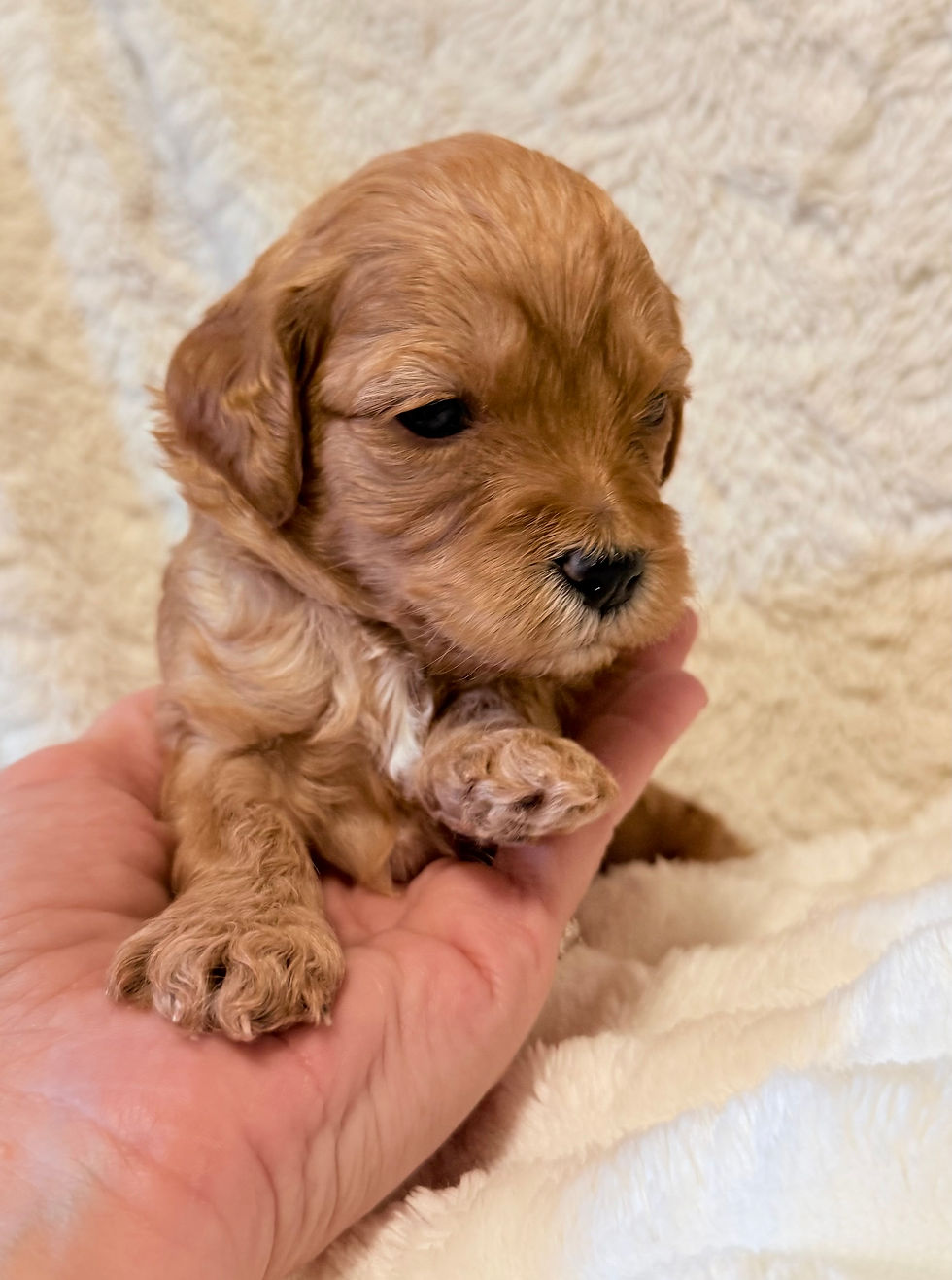 Light blue girl 3 weeks