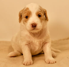 Mini English Goldendoodle Puppy