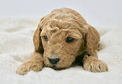 Multi-Gen miniature goldendoodle puppy
