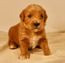 Mini English Goldendoodle Puppy