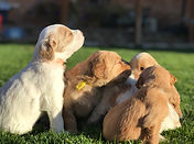 F1b Mini English Goldendoodle Puppy