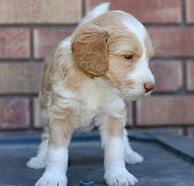 goldendoodle puppy