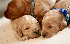 Mini English Goldendoodle Puppy