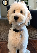 cream goldendoodle stud