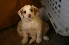 Goldendoodle puppy