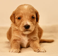 Mini English Goldendoodle Puppy