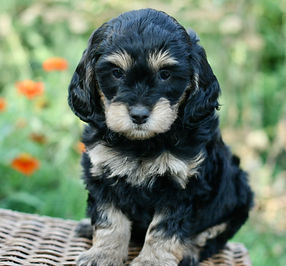 miniature Golden Mountain-doodle puppy