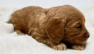 Multi-Gen miniature goldendoodle puppy