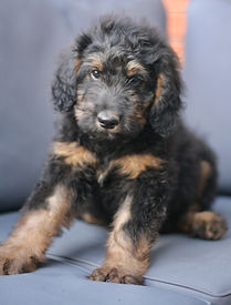 Bernedoodle puppy