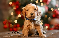 Mini English Goldendoodle Puppy