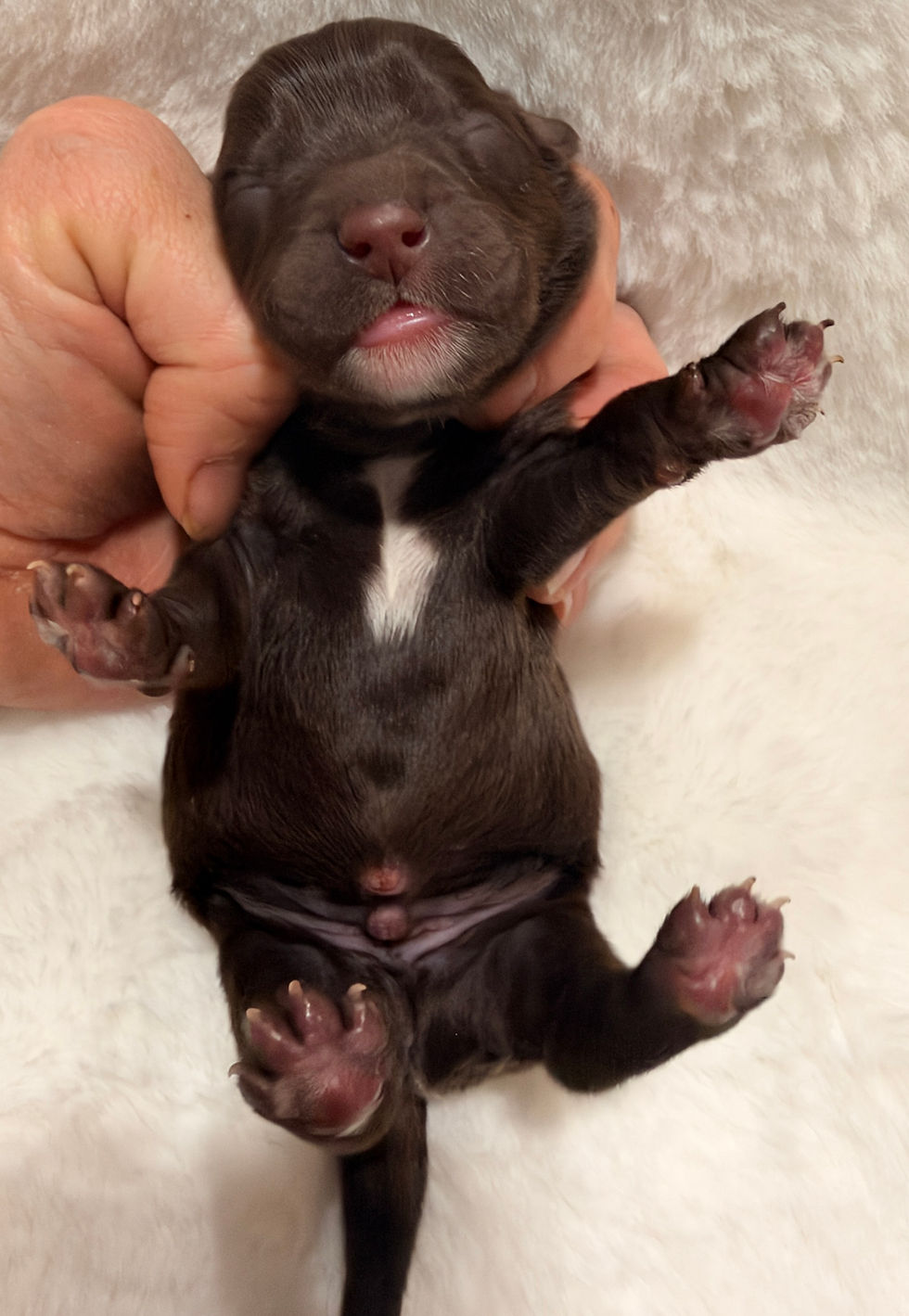 newborn
