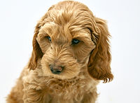 Multi-Gen miniature goldendoodle puppy
