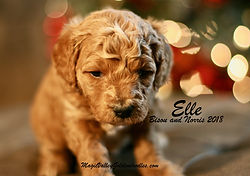 Mini English Goldendoodle Puppy