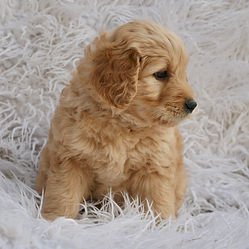F1b Mini English Goldendoodle Puppy
