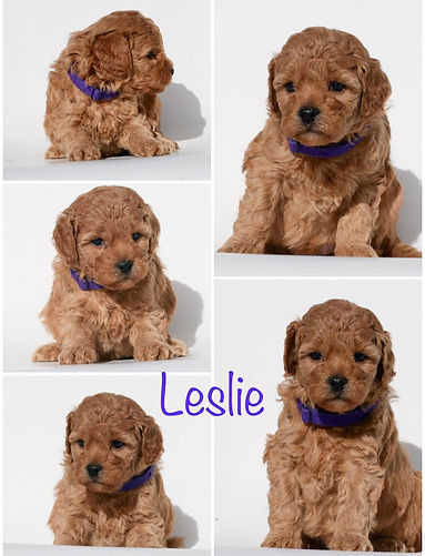 Lucy Puppy