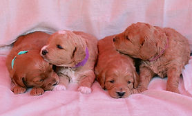 Mini English Goldendoodle Puppy