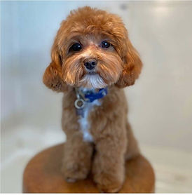 Axl 4 Lb F1b Cavapoo Stud  Pets  ksl.com.JPEG