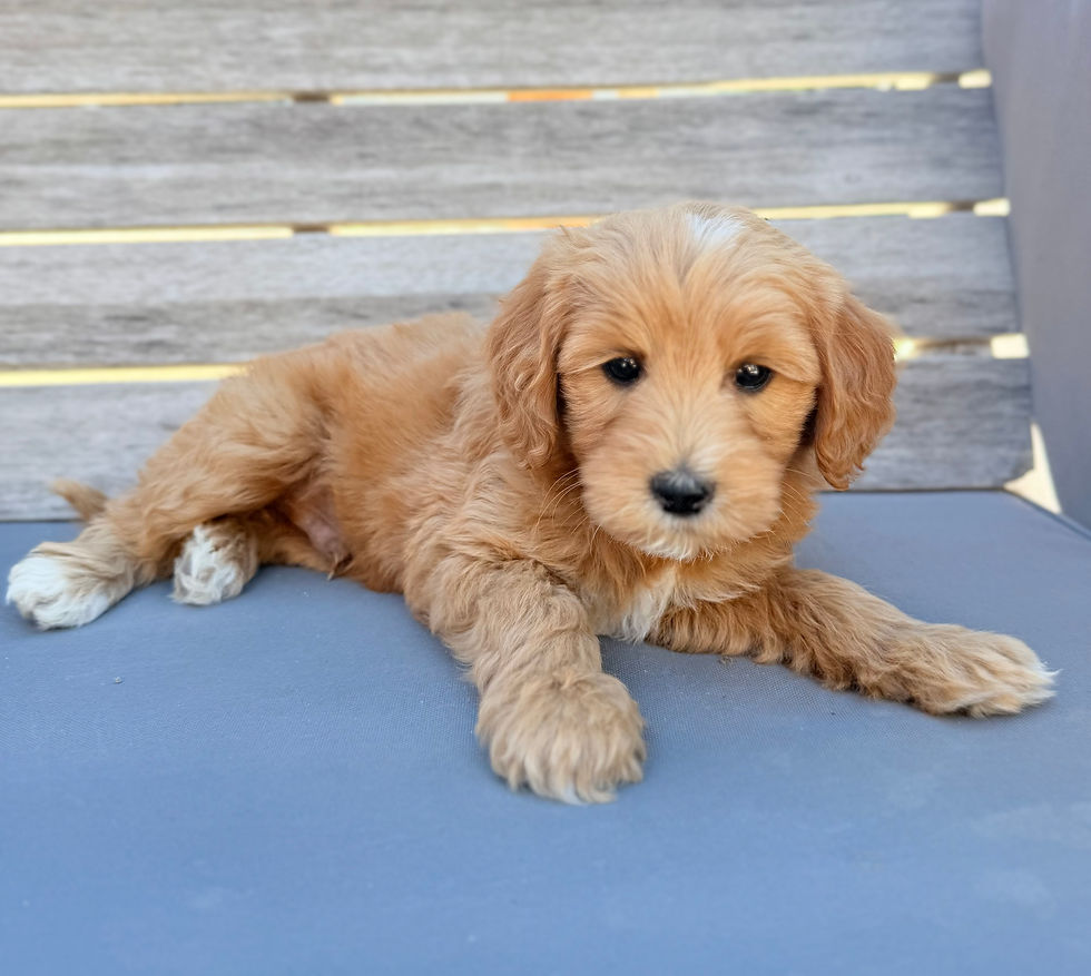 Cosmo 7 weeks
