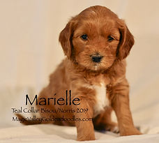 Mini English Goldendoodle Puppy