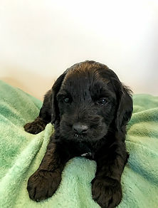Chocolate brown Miniature English Goldendoodle puppy