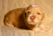 IMG_2773.jpeg