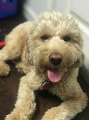 Multi-Gen miniature goldendoodle