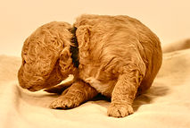 F1b Mini English Goldendoodle Puppy