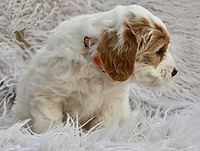 F1b Mini English Goldendoodle Puppy