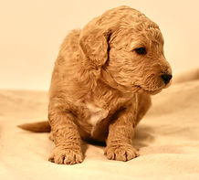 F1b Mini English Goldendoodle Puppy