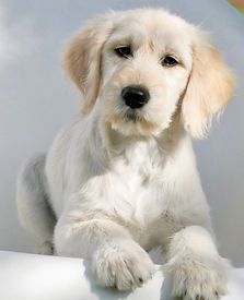 F1 English Goldendoodle puppy