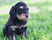 miniature Golden Mountain-doodle puppy