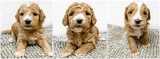 Miniature Red English Goldendoodle Puppy