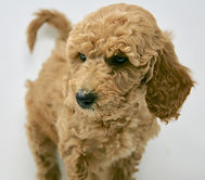 Multi-Gen miniature goldendoodle puppy