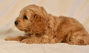 Mini English Goldendoodle Puppy