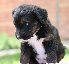 Bernedoodle puppy