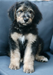 Bernedoodle puppy