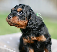 miniature Golden Mountaindoodle puppy